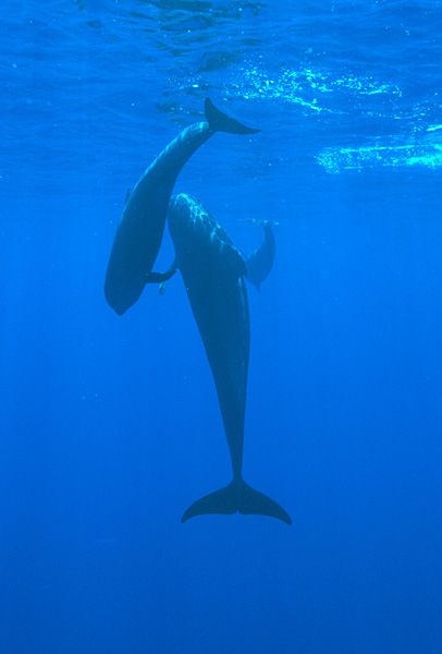 Pilot Whales, mother and calf, Kona, Hawaii, via Wikimedia Commons