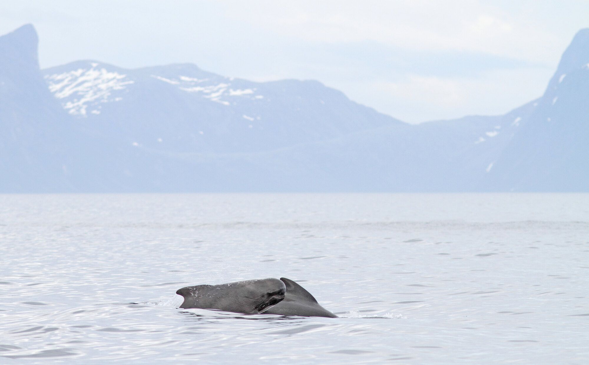 A long-finned pilot whale surfacing in calm grey water, with snow-streaked fjord mountains rising behind it under a pale sky.
