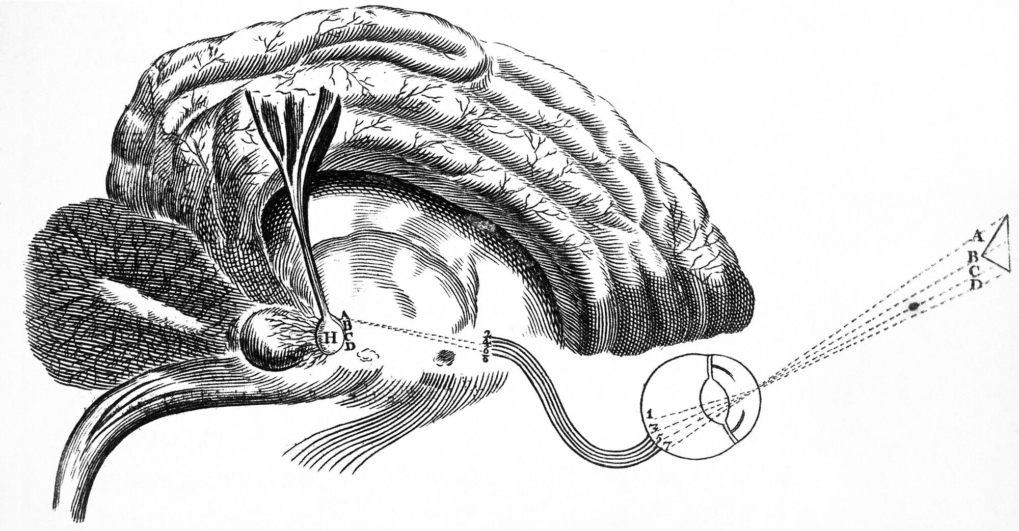 A historical anatomical engraving by Descartes showing the human brain and nervous system in cross-section.