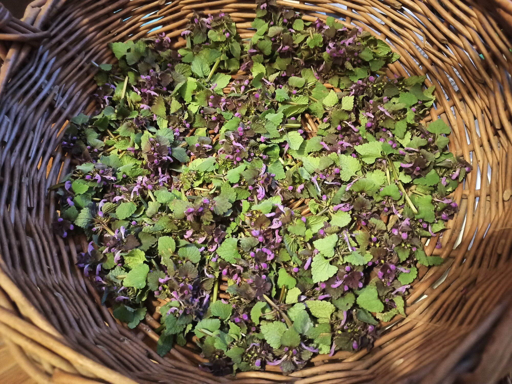 A wicker basket filled with freshly gathered green herb leaves and small purple flowers, seen from above.